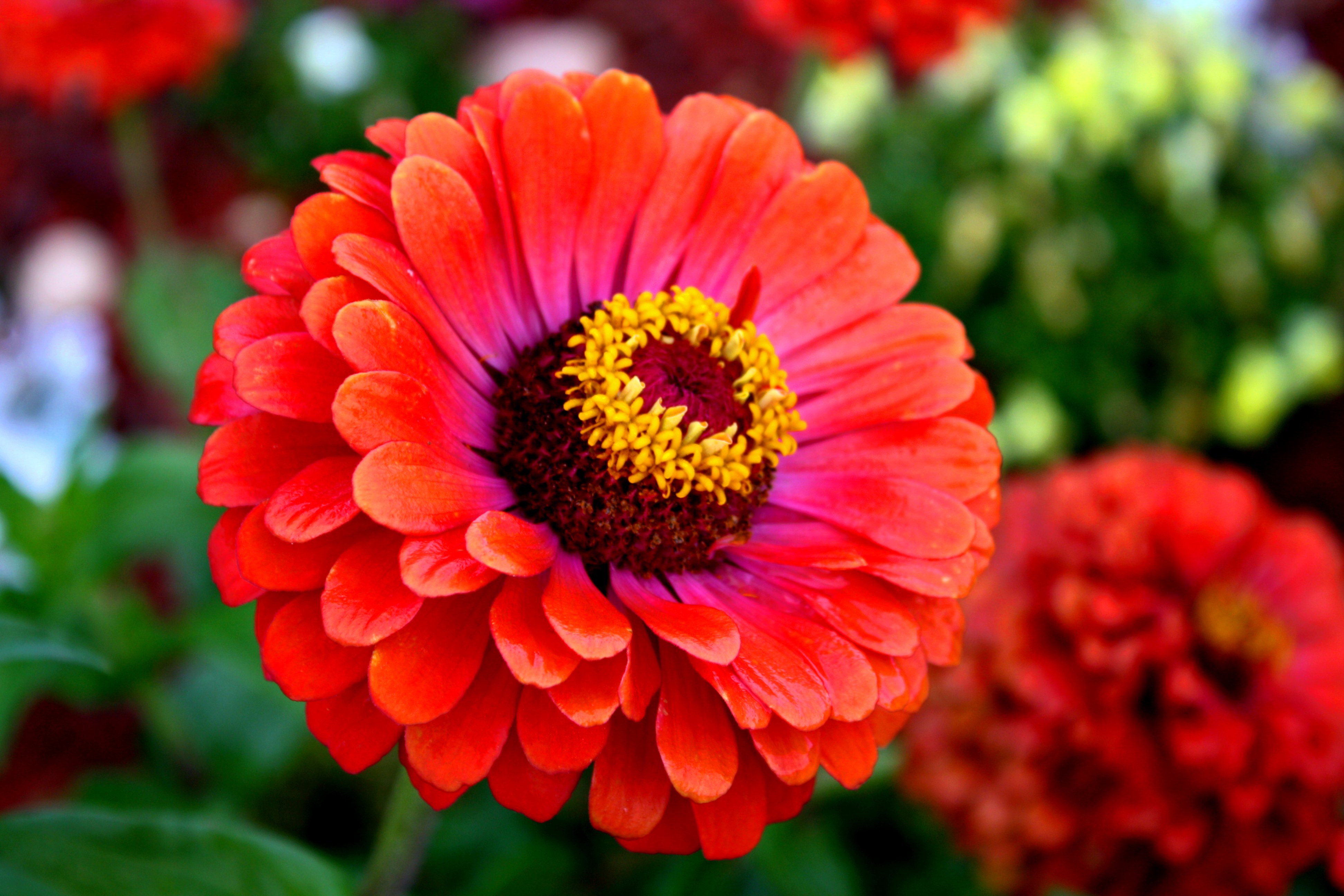 Growing Zinnia Flowers Easy Plants For Your Landscape And Containers