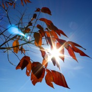 free high resolution photo of sun shinging through fall leaves