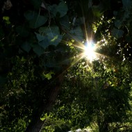 Free photo of sunlight through trees with a creek in background