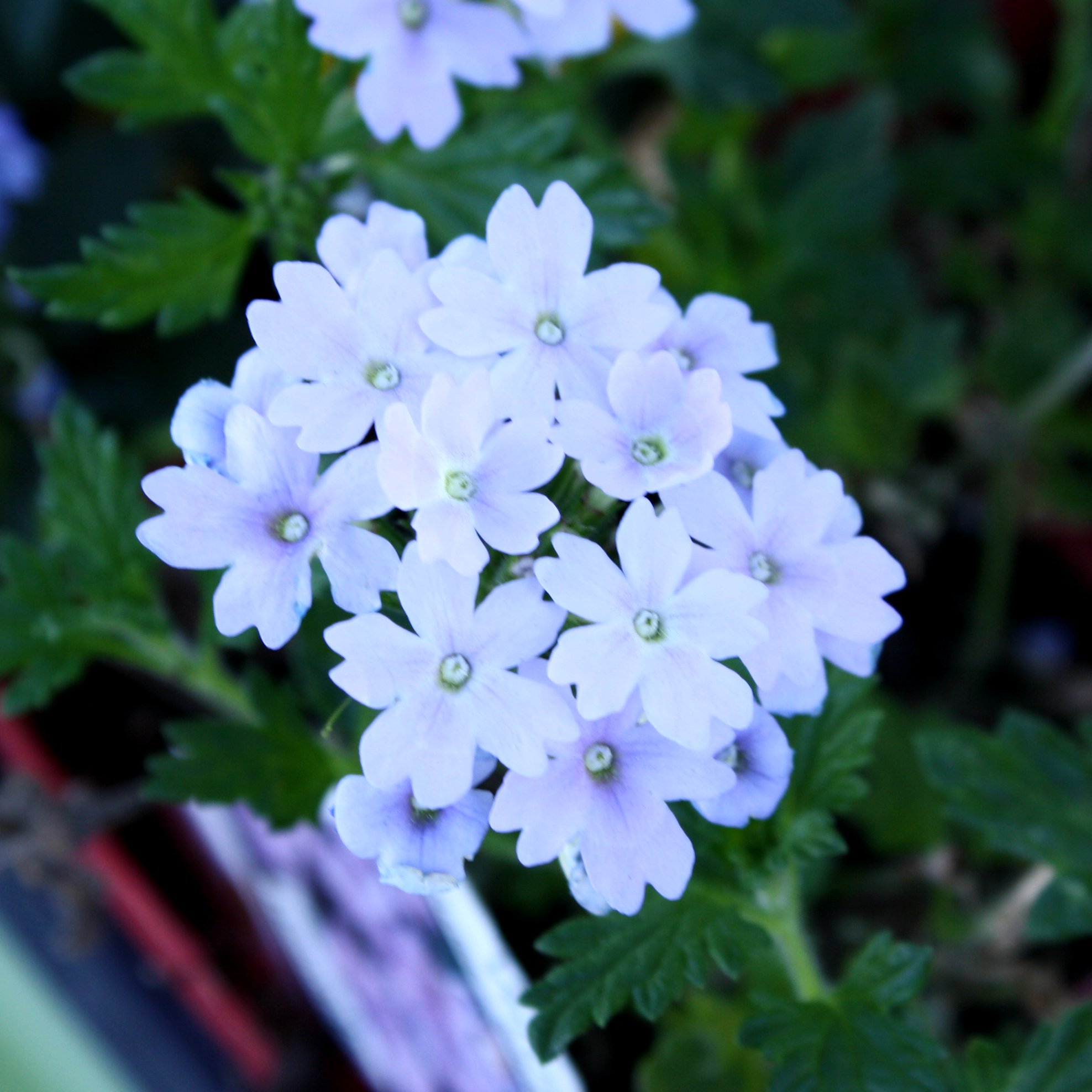 Bunch of White Flowers Picture | Free Photograph | Photos Public Domain