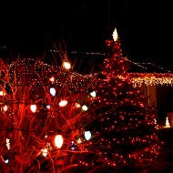 yard with christmas tree and lights - free high resolution photo