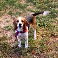 Beagle with wagging tail - free high resolution photo