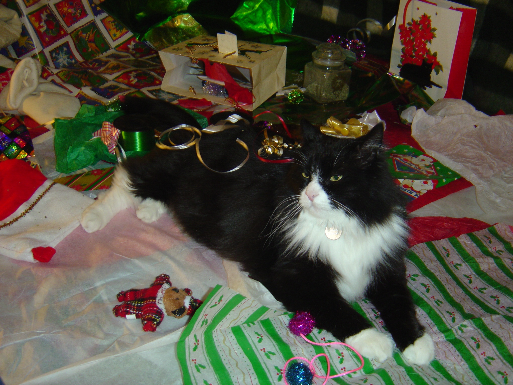 Image result for cats with christmas presents