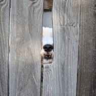 dog with nose in hole of fence - free high resolution photo