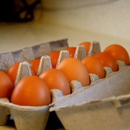 Dozen Eggs - free high resolution photo Dozen Eggs - free high resolution photo