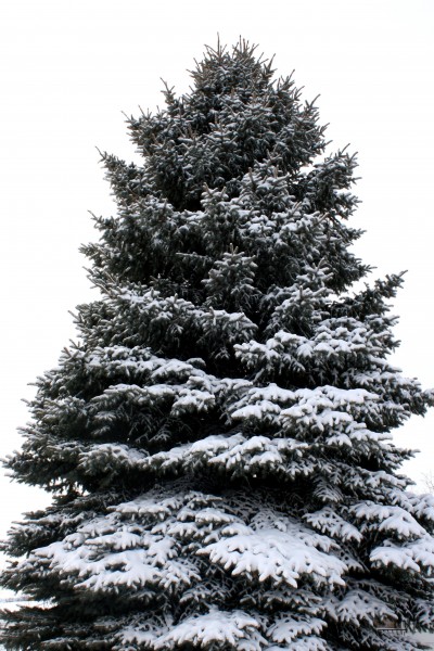 Pine Tree Coated with Snow - Free High Resolution Photo