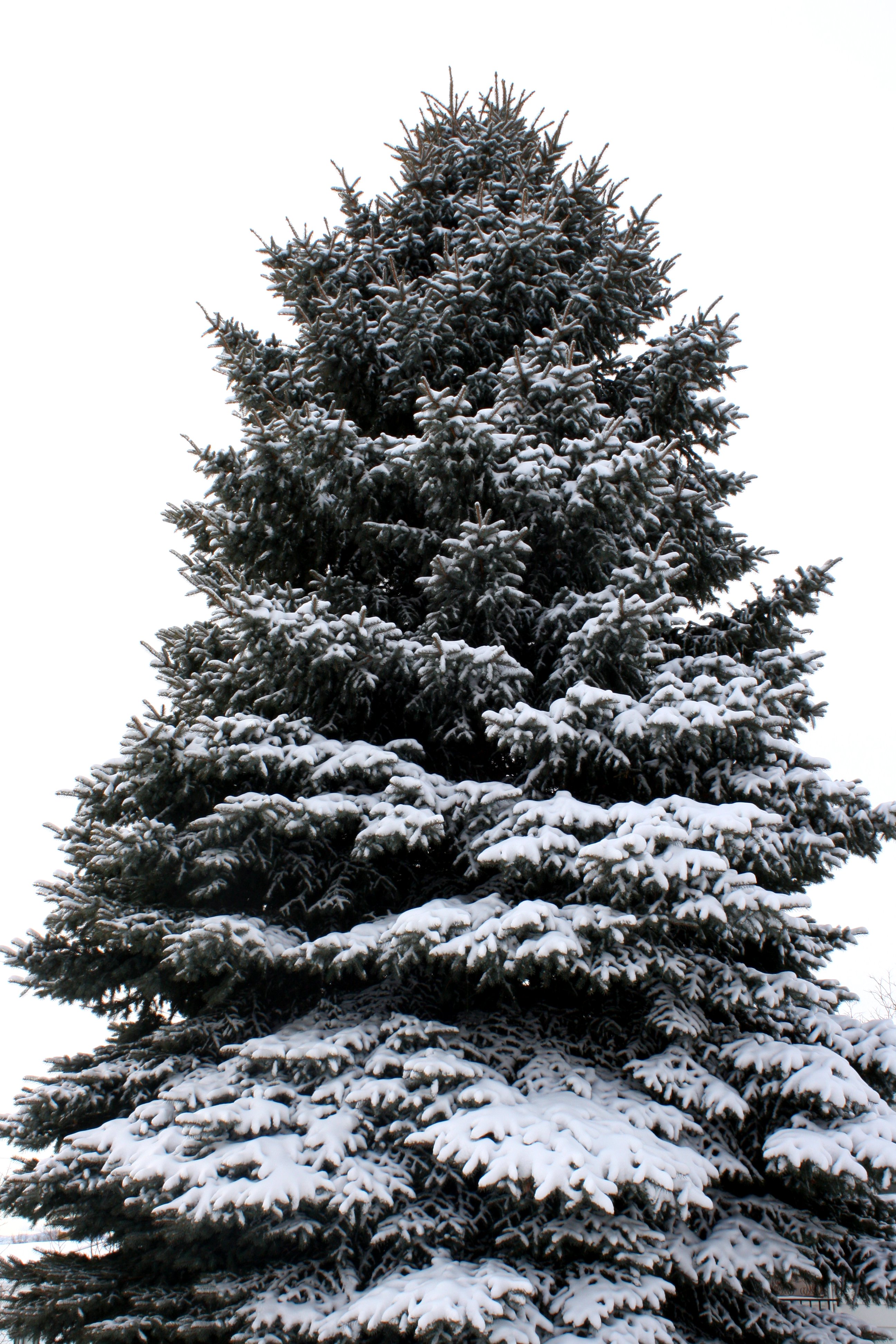 Snowy Pine Tree Drawing