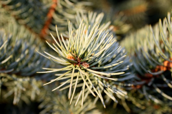 Pine Needles Closeup - Free High Resolution Photo