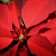 Poinsettia Flower Closeup - free high resolution photo