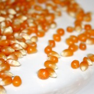Popcorn Kernels - free high resolution photo Popcorn Kernels - free high resolution photo