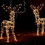reindeer holiday lights - free high resolution photo
