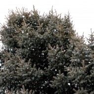 Snowflakes and Blue Spruce Tree - Free High Resolution Photo