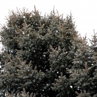 Snowflakes and Blue Spruce Tree - Free High Resolution Photo Snowflakes and Blue Spruce Tree - Free High Resolution Photo