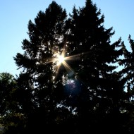 Sun Shining through pine trees - free high resolution photo