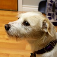 Terrier Dog - free high resolution photo