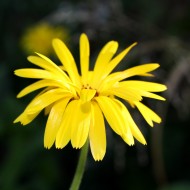 Yellow flower with thin petals - free high resolution photo