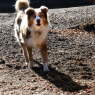 Australian Shepherd Mix Dog - Free Photo