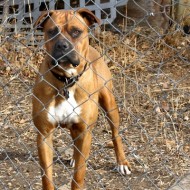 brown-dog-behind-fence-thumbnail