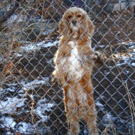 Cocker Spaniel Behind Fence - Free High Resolution Photo