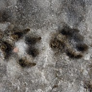 Dog Prints in Slush - Free High Resolution Photo