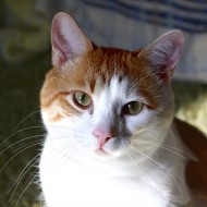 Orange and White Cat Closeup - Free High Resolution Photo