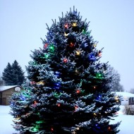 outdoor-christmas-tree-with-lights-and-snow-thumbnail