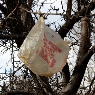 Plastic Bag in Tree - Free High Resolution Photo Plastic Bag in Tree - Free High Resolution Photo