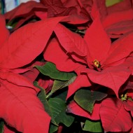 Poinsettias - Free High Resolution photo