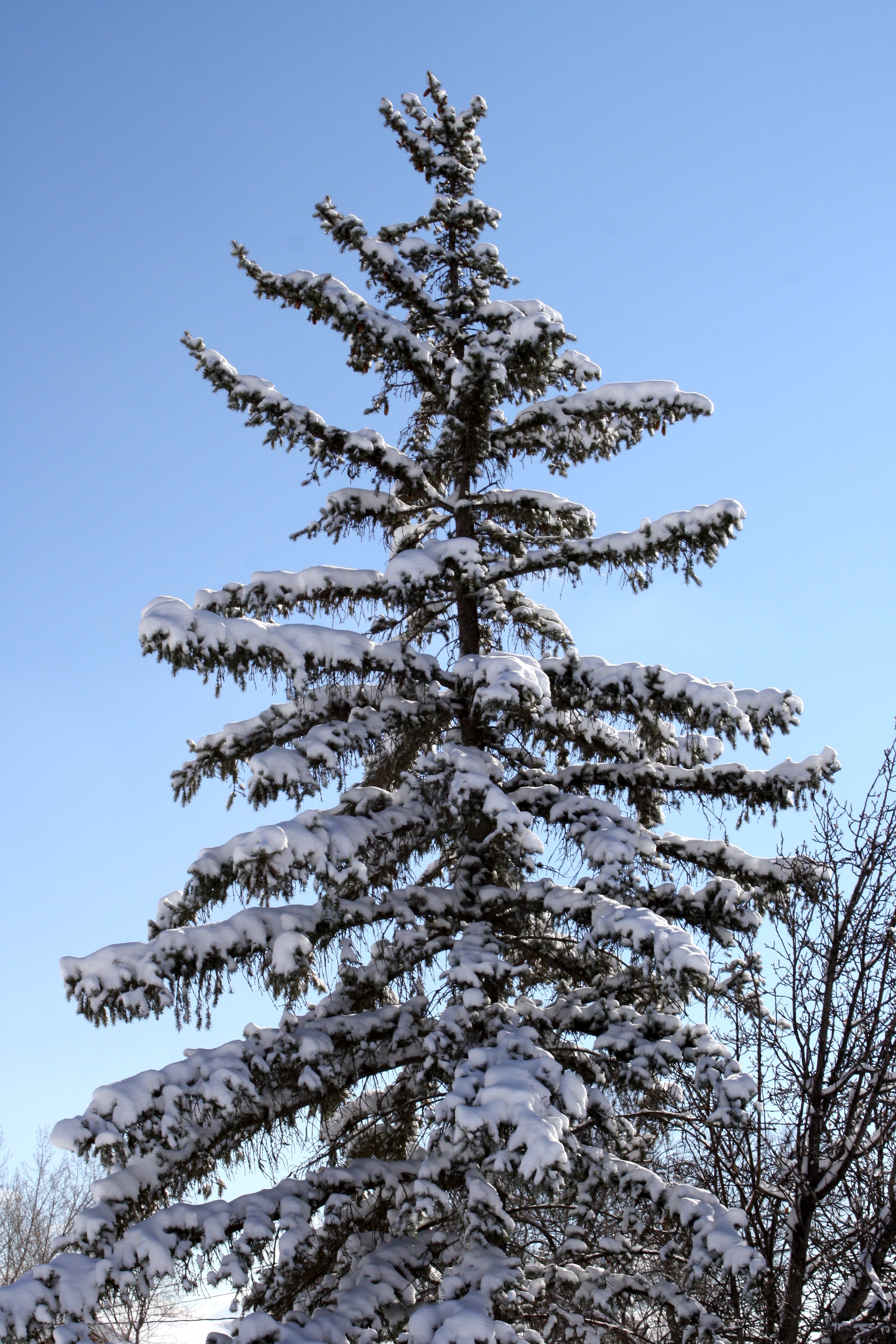 Snowy Pine Tree Painting