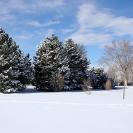 Snowy Winter Trees with Blue Sky - Free High Resolution Photo Snowy Winter Trees with Blue Sky - Free High Resolution Photo