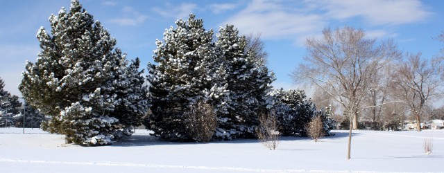 Snowy Winter Trees with Blue Sky - Free High Resolution Photo