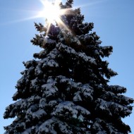 Sun Behind Snow Covered Pine Tree - Free High Resolution Photo
