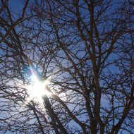 Sun Through Winter Tree Branches - Free High Resolution Photo