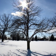 Sun Through Winter Tree Branches - Free High Resolution Photo