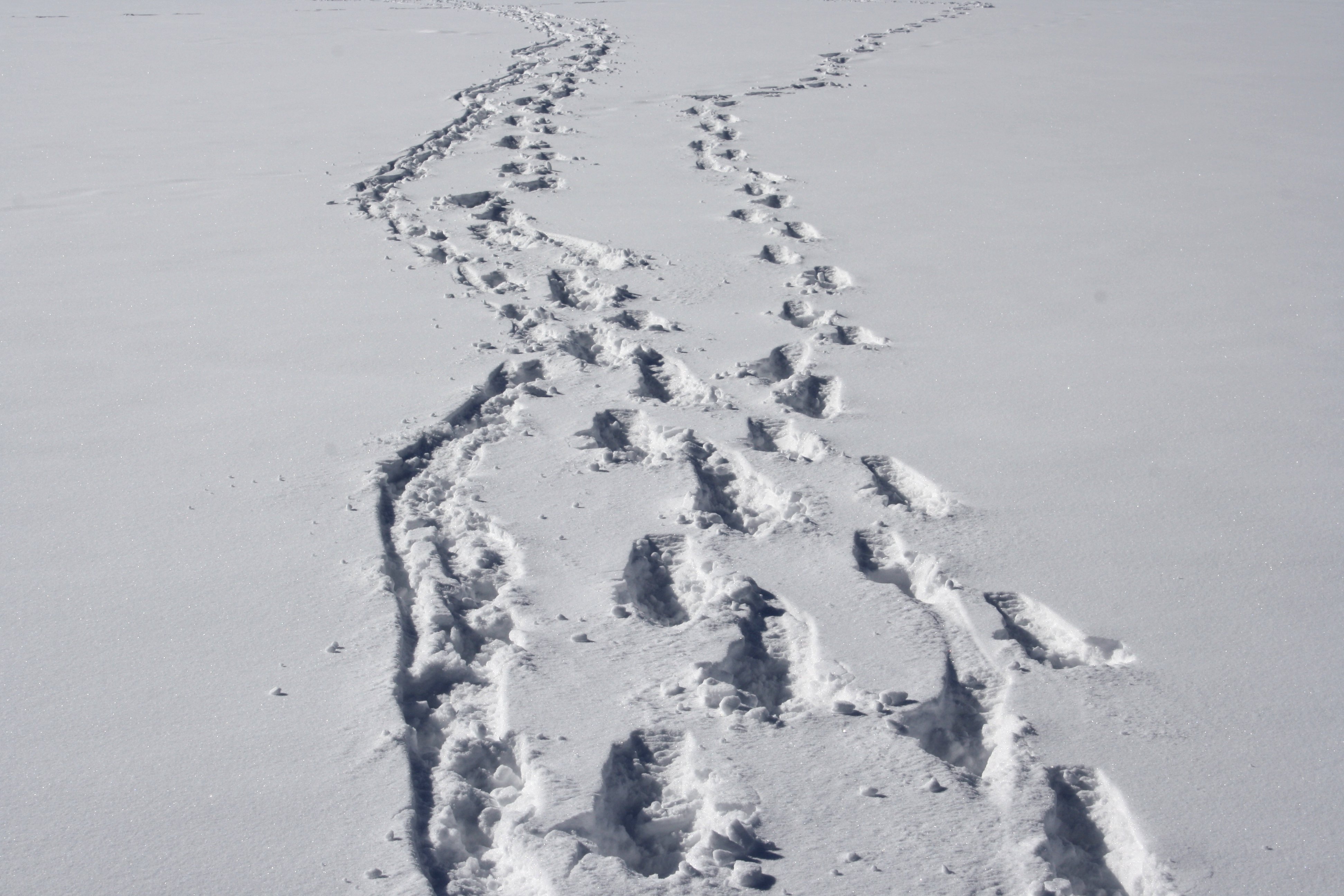 trails-in-the-snow.jpg