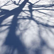 Shadows of Tree Branches on the Snow - Free High Resolution Photo Shadows of Tree Branches on the Snow - Free High Resolution Photo