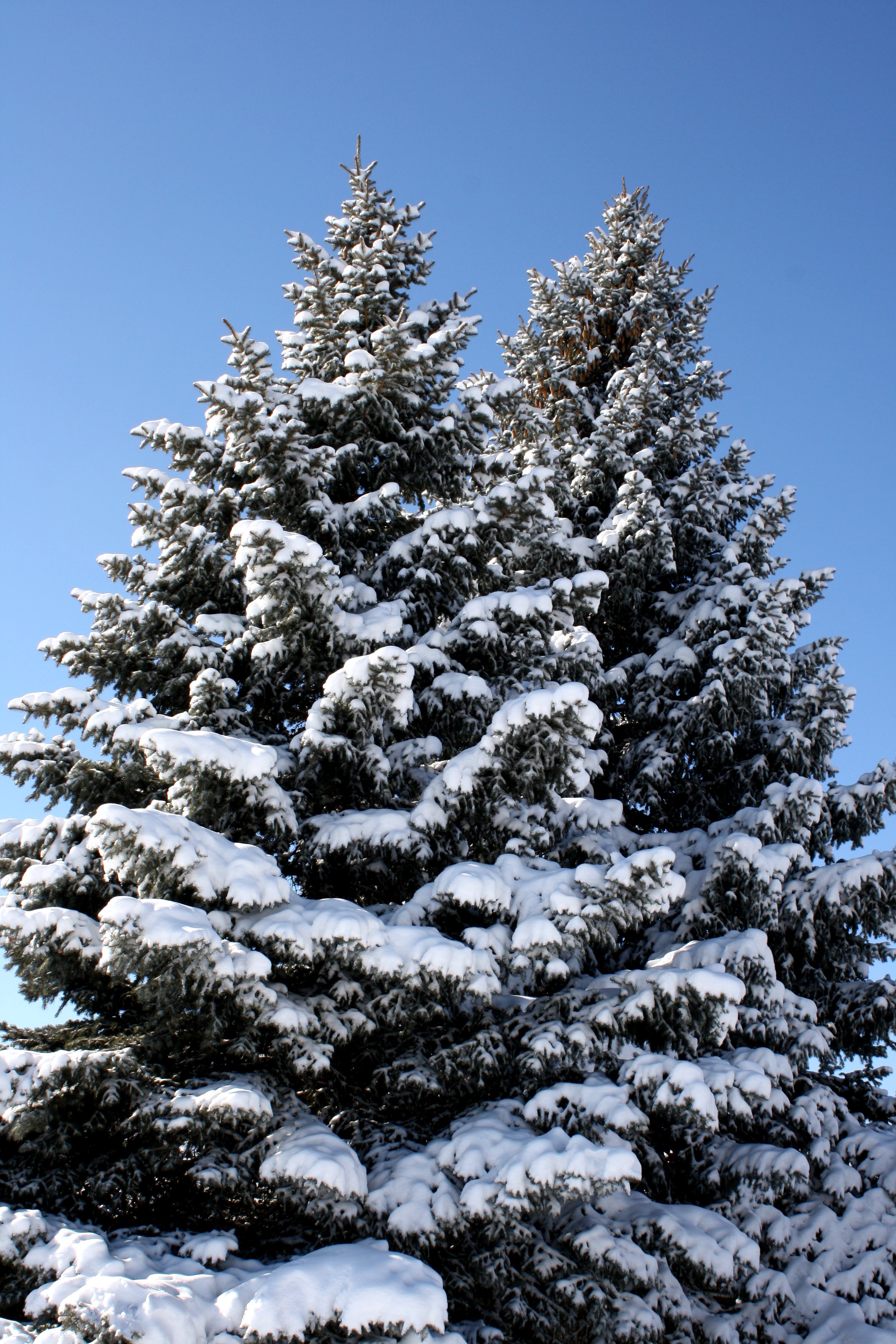 Two Snow Covered Pine Trees Picture | Free Photograph | Photos Public