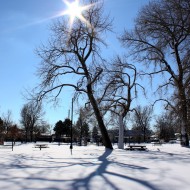 Winter Sun and Tree Shadows on Snow - Free High Resolution Photo