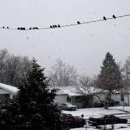 Birds on Power Line during Snow Storm - Free High Resolution Photo Birds on Power Line during Snow Storm - Free High Resolution Photo