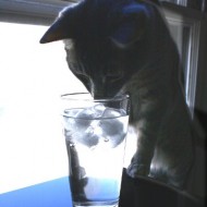 cat-peering-into-glass-of-water-thumbnail