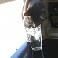 Cat Sniffing Glass of Water by Window - Free High Resolution Photo Cat Sniffing Glass of Water by Window - Free High Resolution Photo