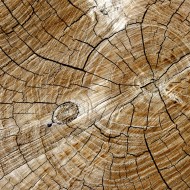 Cut End of Log with Tree Rings Texture - Free High Resolution Photo