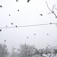 Flock of Birds in Snow Storm - Free High Resolution Photo