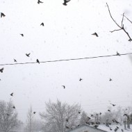 Flock of Birds in Snow Storm - Free High Resolution Photo Flock of Birds in Snow Storm - Free High Resolution Photo