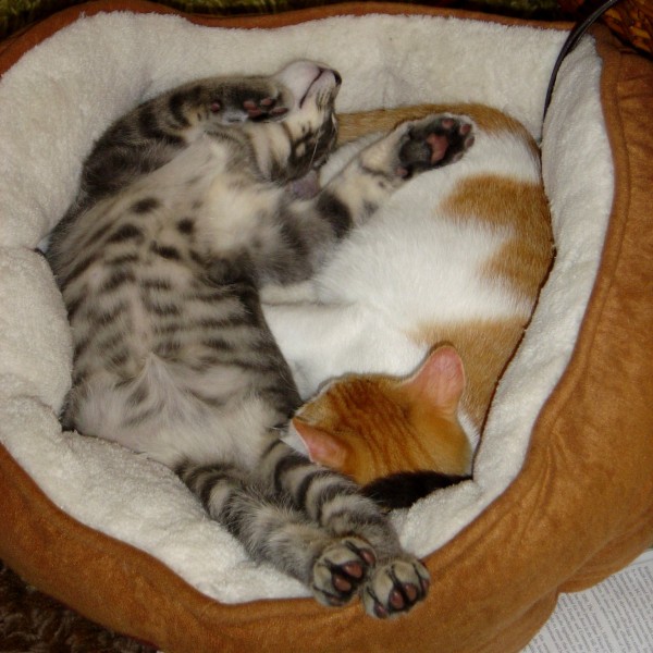 Silly Sleeping Kittens - Free High Resolution Photo