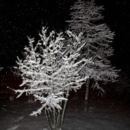Snow Falling on Trees at Night - Free High Resolution Photo