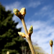 Budding Spring Leaves on Lilac Bush - Free High Resolution Photo