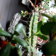 Cactus and Succulent Plants - Free High Resolution Photo