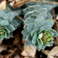 Euphorbia Myrsinites Plant (Myrtle Spurge or Donkey Tail) - Free High Resolution Photo