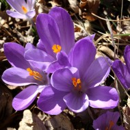 Purple Crocus Flowers - Free High Resolution Photo